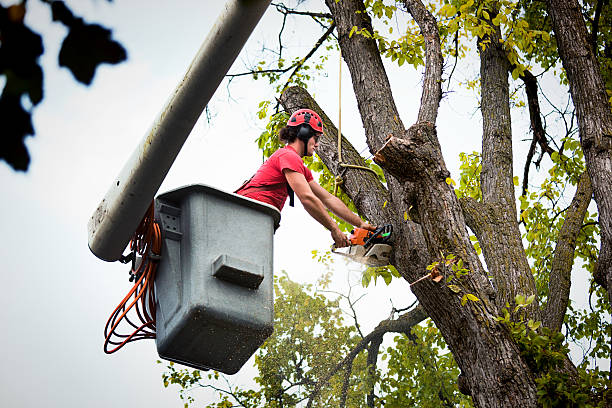 Emeryville, CA Tree Removal and Landscaping Services Company